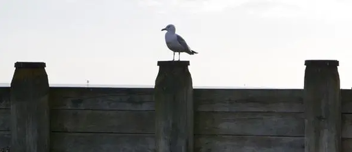 A seagull in Eastbourne named Steven